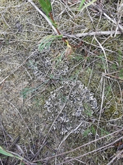 Peltigera rufescens