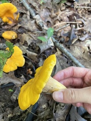Cantharellus enelensis