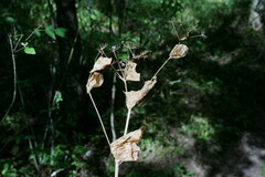 Smyrnium perfoliatum