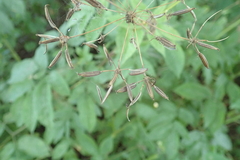 Chaerophyllum aromaticum