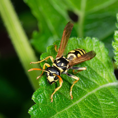 Polistes dominula