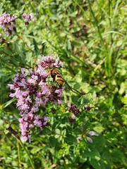 Volucella inanis