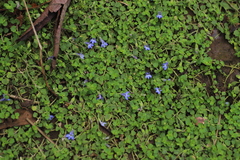 Lobelia minutula