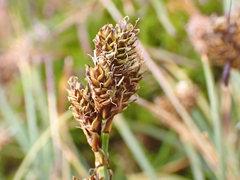 Carex praeceptorum