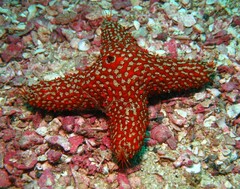 Euretaster cribrosus