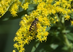 Helophilus fasciatus