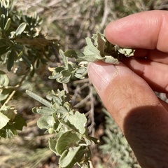 Atriplex canescens