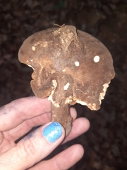 Plinthogalus