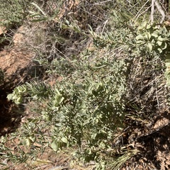 Atriplex canescens