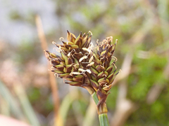 Carex praeceptorum