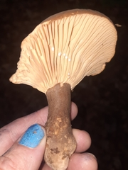 Plinthogalus