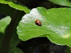 Coleomegilla maculata