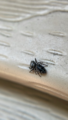 Phidippus borealis