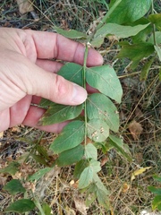Galega orientalis