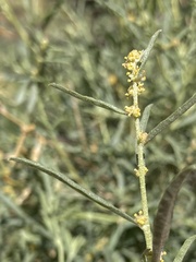 Atriplex
