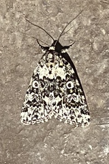 Lacinipolia strigicollis