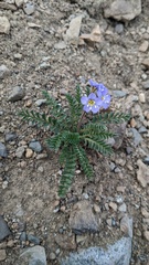 Polemonium