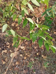 Galega orientalis