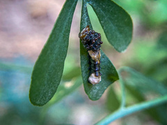 Heraclides cresphontes