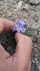 Polemonium