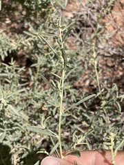 Atriplex