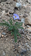 Polemonium