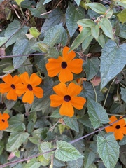 Thunbergia alata