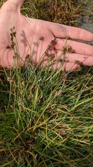 Carex praeceptorum