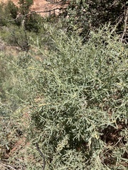 Atriplex