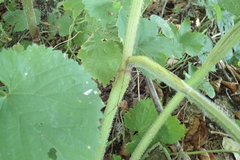 Chaerophyllum aromaticum