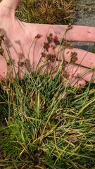 Carex praeceptorum