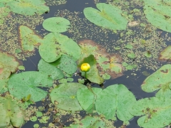 Nuphar lutea