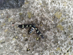 Syntomeida melanthus