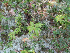 Lysimachia borealis