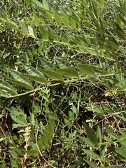 Glycyrrhiza lepidota