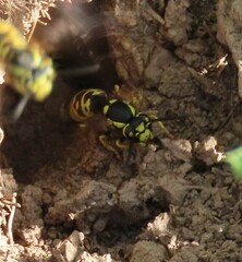 Vespula atropilosa