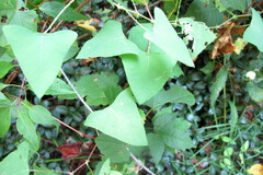 Persicaria perfoliata