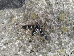 Syntomeida melanthus