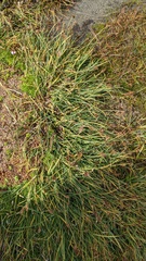 Carex praeceptorum