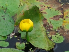 Nuphar lutea