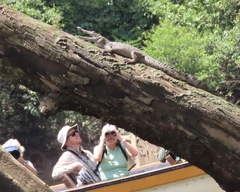 New Guinea Crocodile photo 4