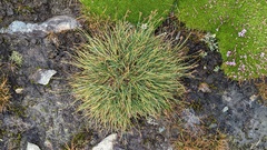 Carex praeceptorum