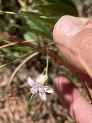 Stephanomeria tenuifolia