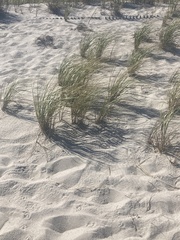 Sporobolus pumilus