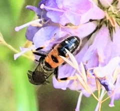 Sphecodogastra