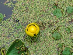 Nuphar lutea