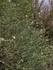 Stephanomeria tenuifolia