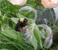 Bombus occidentalis