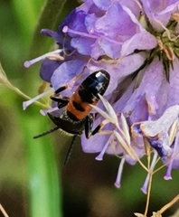 Sphecodogastra