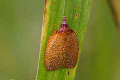 Sparganothis distincta